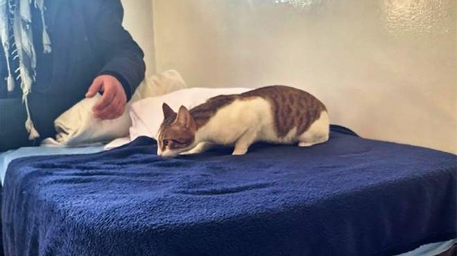 Barcelona acepta por primera vez a un gato en una residencia pública para personas sin hogar