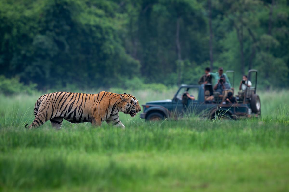 El Parque Nacional de Tadoba (Maharashtra) es una de las reservas de tigres más importantes de la India, famosa por su alta tasa de avistamientos. Alberga una de las poblaciones más densas de tigres de Bengala del país, además de fauna salvaje que incluye leopardos, osos perezosos, perros salvajes (dholes) y diversas especies de ciervos.