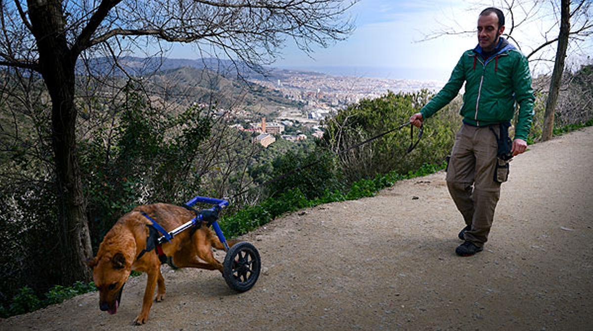 Brownie, un gos que va ser atropellat i recollit del carrer, aconsegueix ser adoptat al Regne Unit.