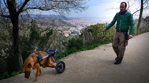 Brownie, un gos que va ser atropellat i recollit del carrer, aconsegueix ser adoptat al Regne Unit.