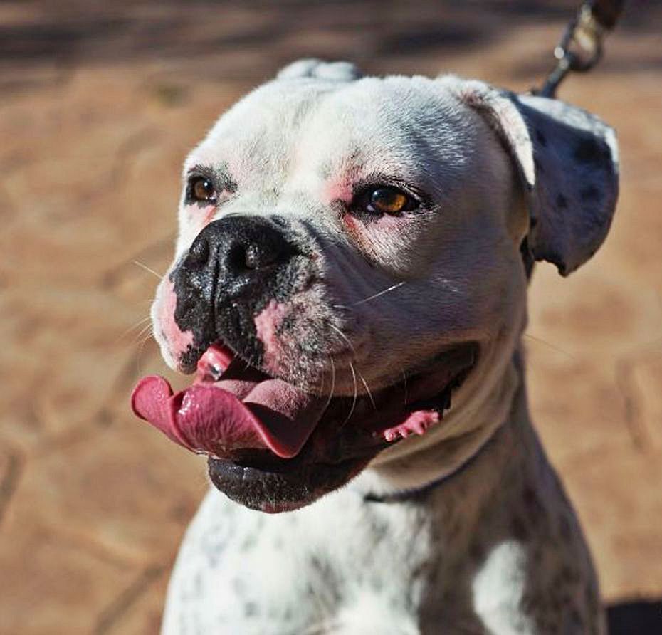 Pit bull de la perrera municipal de Palma. | AJUNTAMENT DE PALMA