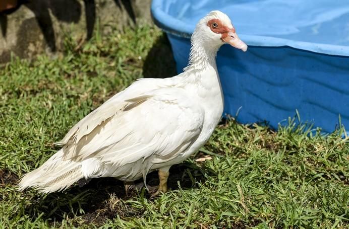 SANTA BRÍGIDA A 02/07/2017. Faunario, la mascota Pepita (pata) y su dueña Marianne. FOTO: J. PÉREZ CURBELO