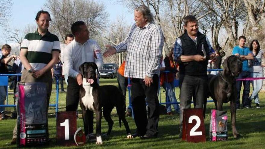 Premian a dos perros del criador Portas en una cita internacional - Faro de  Vigo