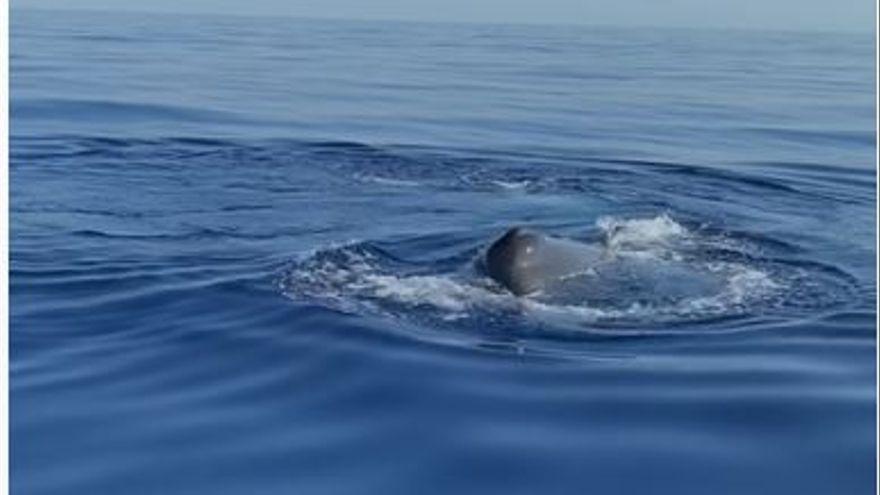 Wal vor der Ostküste von Mallorca gesichtet