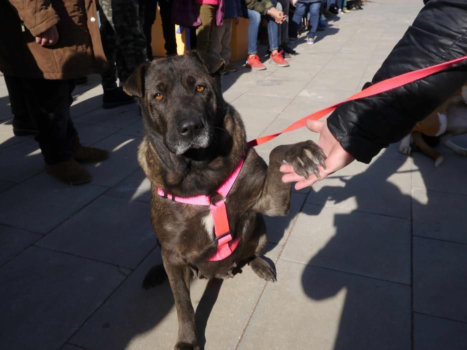 Jornada de adopción de perros en el Bioparc