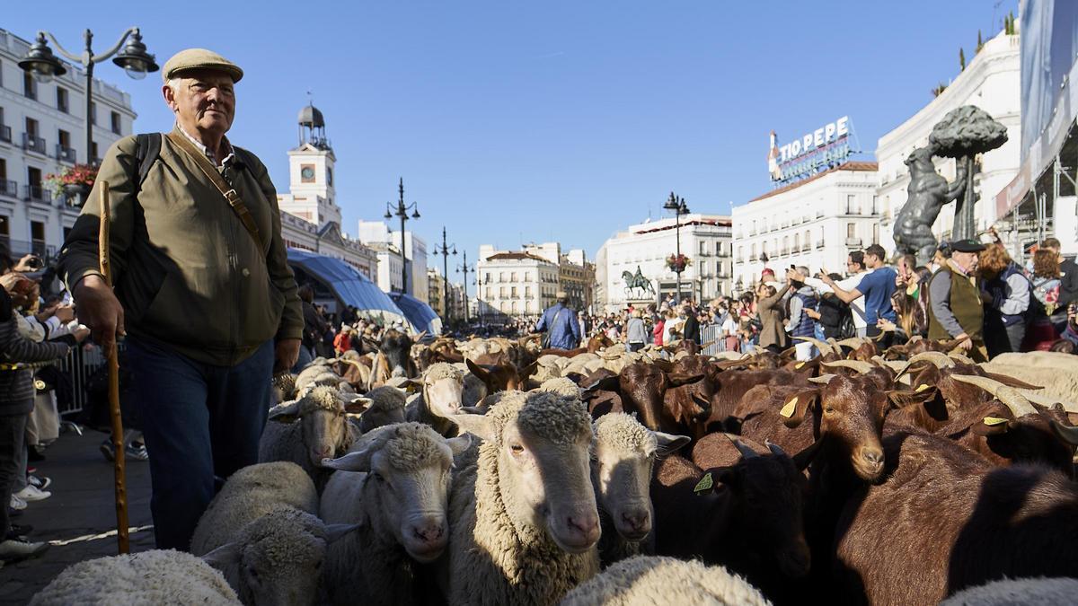 Una multitud recibe a las ovejasen Madrid.