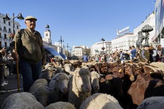 Una multitud recibe a las ovejas en Madrid