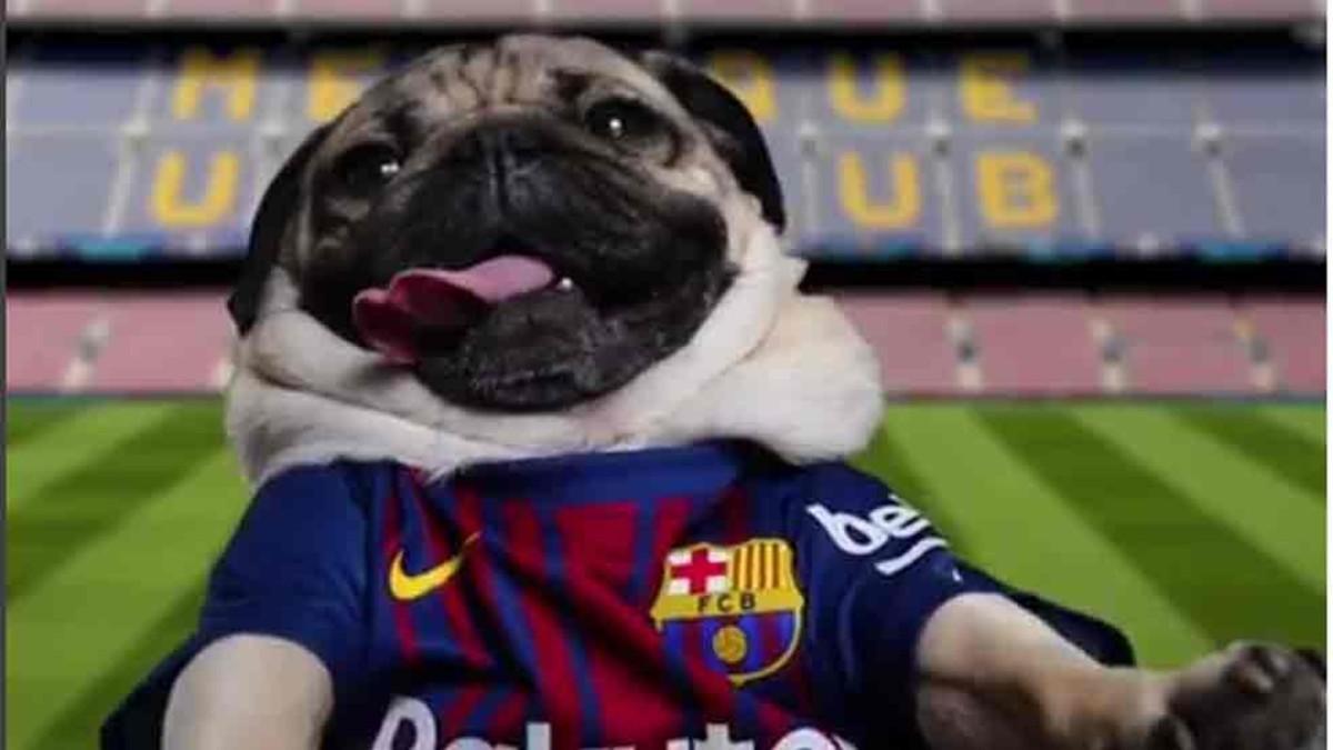 Doug The Pug también es un fan del Barcelona