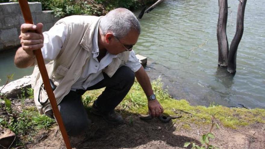 Ayer se encontró un resto de una culebra que había sido devorada por el aligátor de la laguna de Mijas.