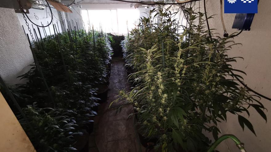 Un incendio revela 700 plantas de marihuana en una vivienda de Casillas