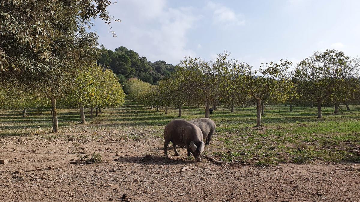 &#039;Porcs negres&#039; en una finca de Sant Joan.