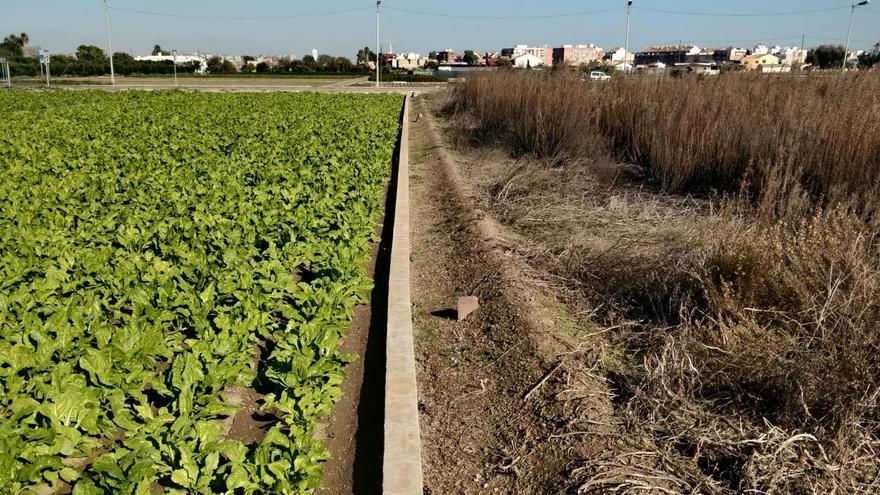 Castellón abandona casi 50.000 hectáreas de cultivo en 20 años