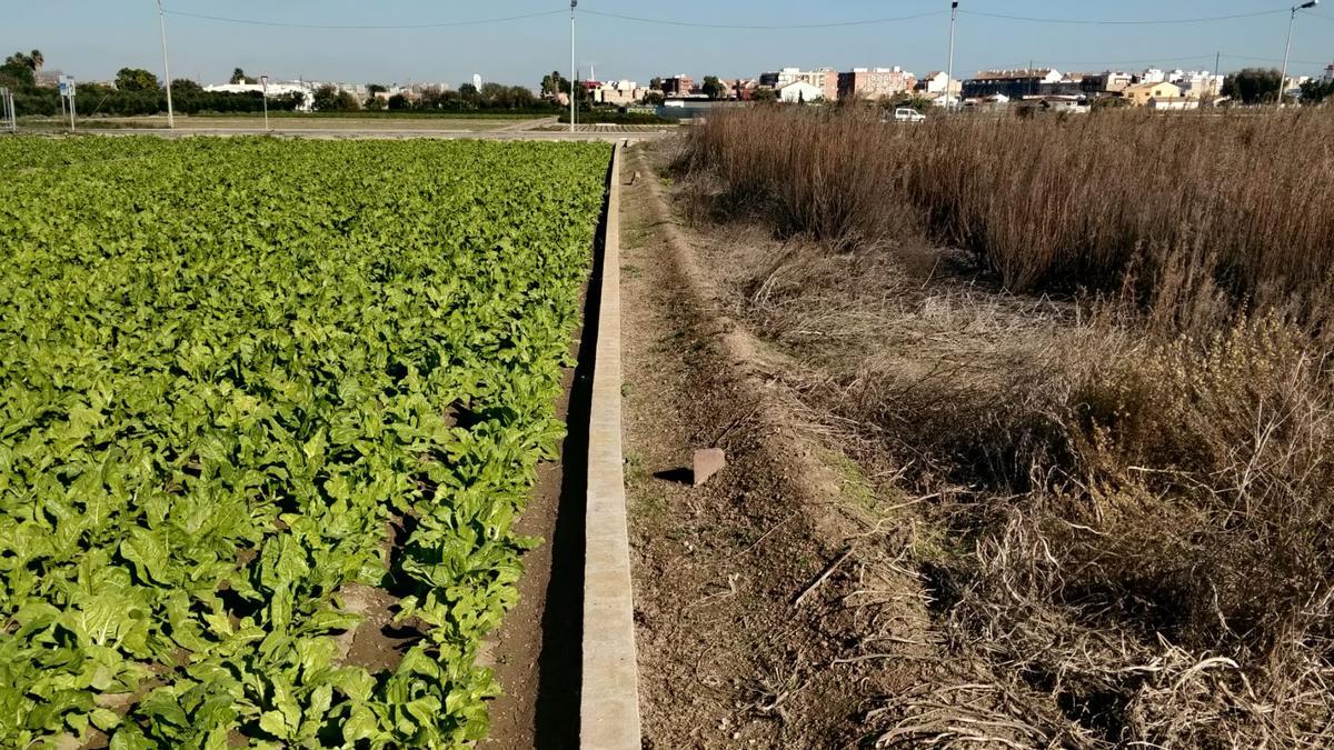 Campo en cultivo, junto a otro abandonado.