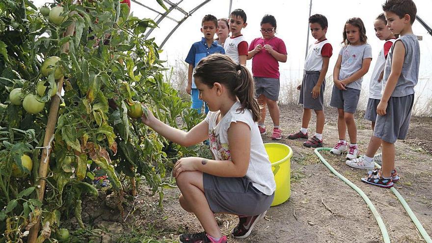 Xiquets i xiquetes a l&#039;hort de l&#039;escola Sant Joanet, a la Ribera.