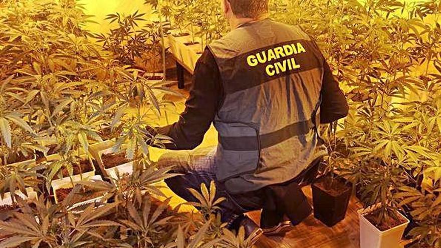 Un agente de la Guardia Civil en la plantación ilegal.