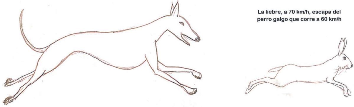 La velocidad en el mundo animal