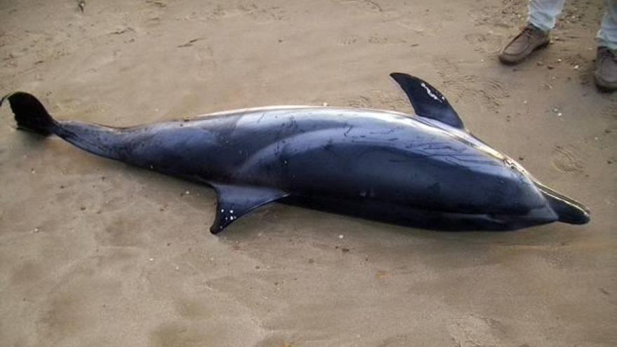 El oleaje arrastra un delfín muerto a una playa de Calp