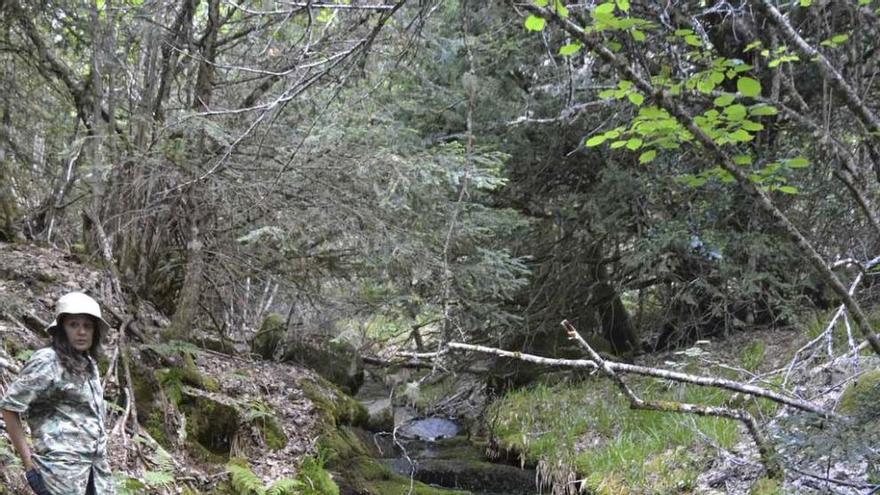 Bosque del Tejedelo, en Requejo de Sanabria.