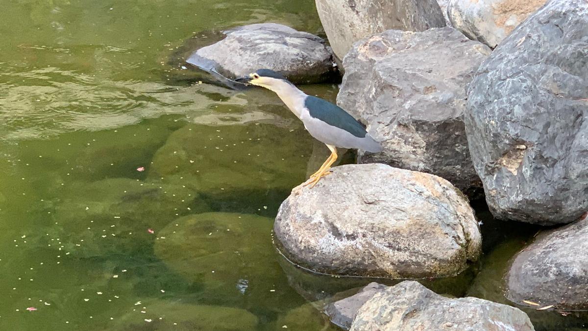 Un nuevo visitante del Parque Doramas