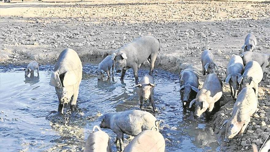 La Fundación Savia exige apoyo para los ganaderos por la sequía