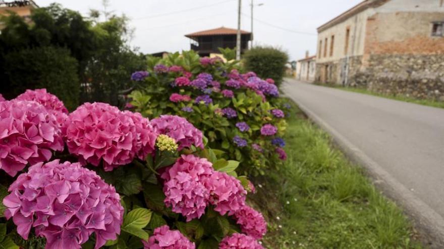 El Ayuntamiento recogerá la poda de hortensias en Ranón