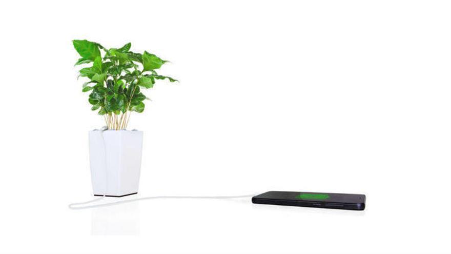 Ahora las plantas pueden conectarte a Internet