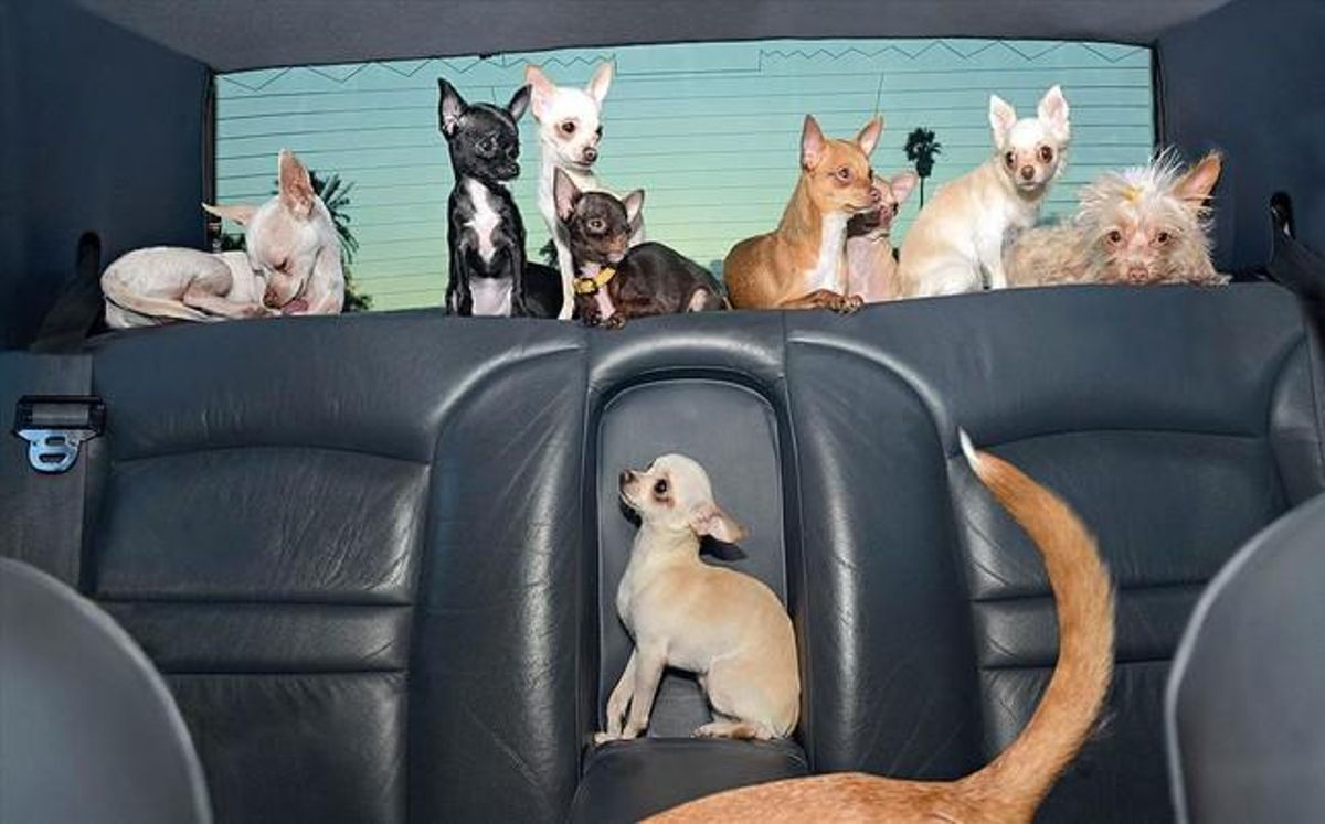 Imagen del libro ’Dogs in cars’