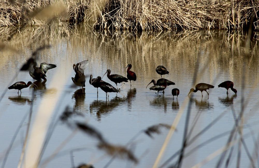 Ivars d’Urgell. A l’estany urgellenc d’Ivars, es va poder veure aquest estol de capons o ibis reials, uns ocells poc habituals a les zones interiors.