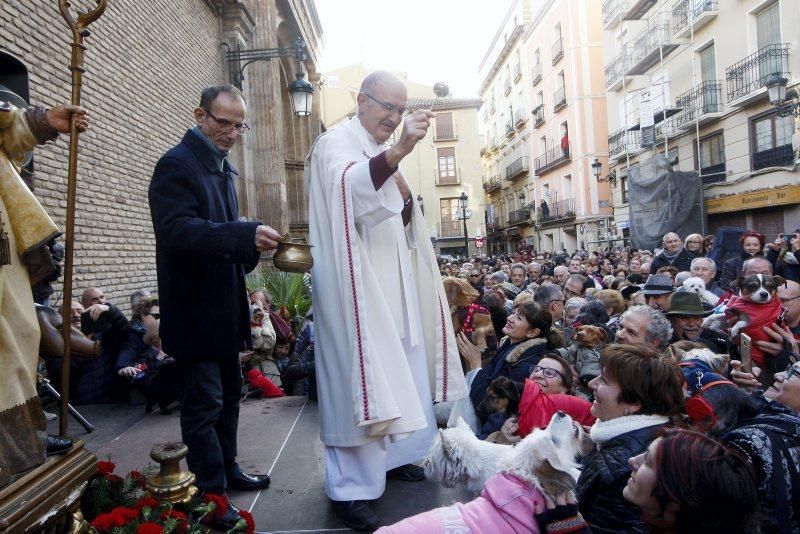 Celebración de San Antón, bendición de los animales