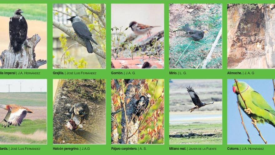 Coronavirus en Zamora : Aves &quot;desde mi ventana&quot;