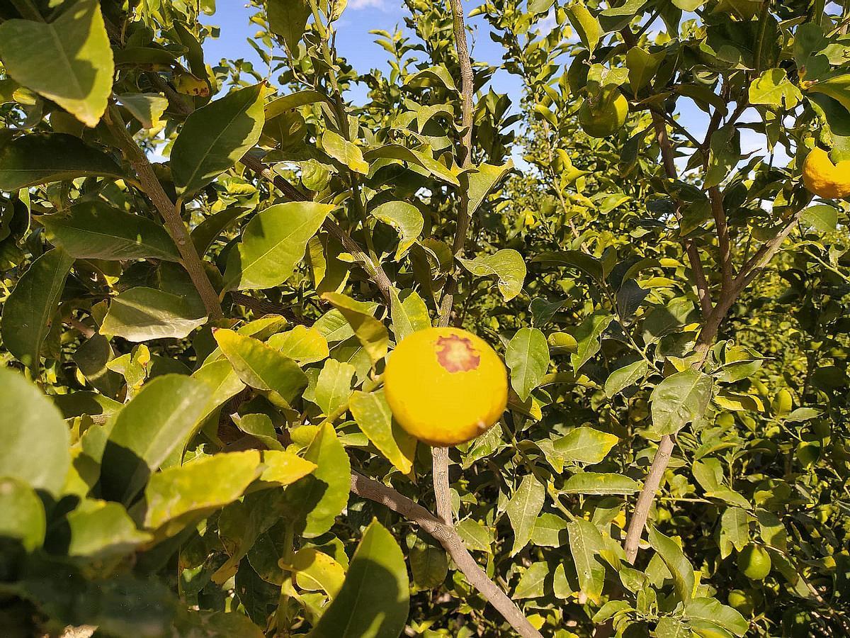 Limones quemados en una finca de Librilla