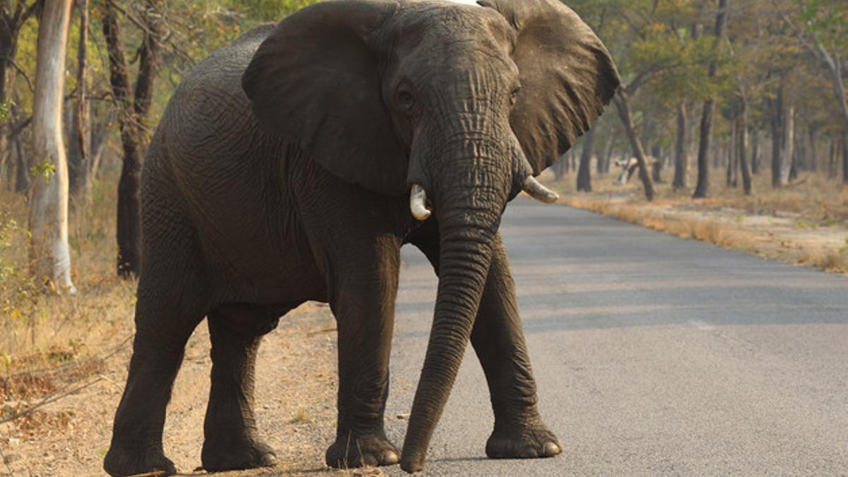 Un elefante cruza la carretera en el Parque Nacional de Hwange, en Zimbabue, el pasado 1 de octubre.