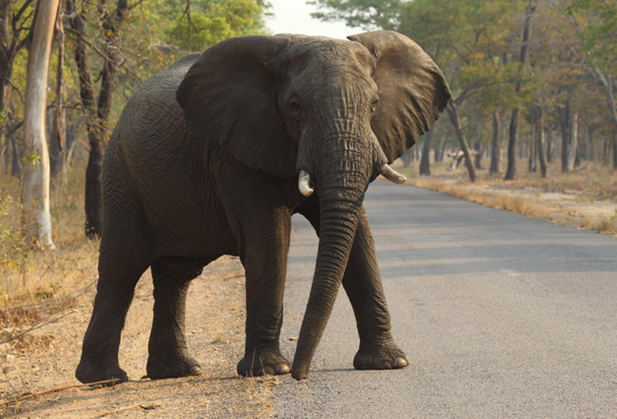 Un elefant travessa la carretera al parc nacional de Hwange, a Zimbàbue, el dia 1 d’octubre.