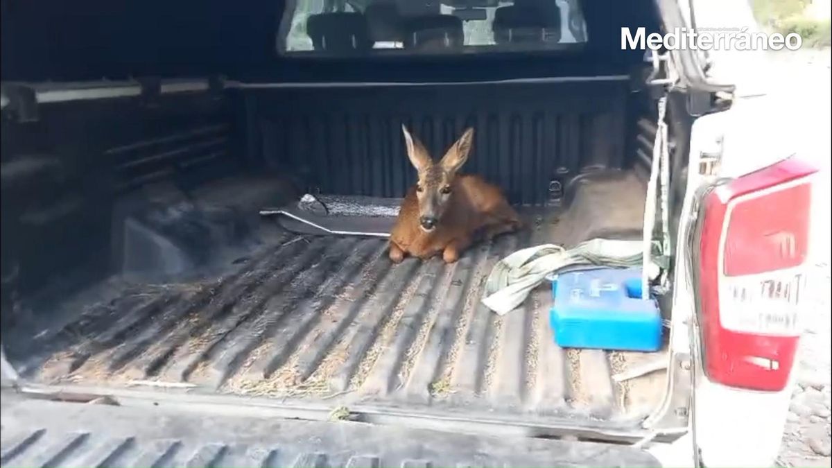 Vídeo: El corzo rescatado en el PortCastelló ya se encuentra en libertad