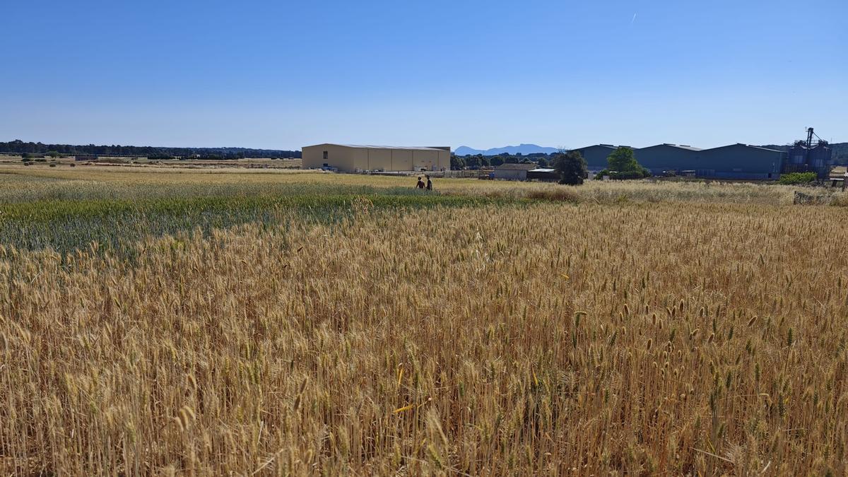 FOTOS | El campo experimental de cereales y forrajes en Maria, en imágenes