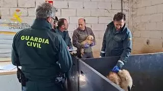 Los investigados por el criadero ilegal de Gijón mantienen su inocencia y achacan todo "a una campaña mediática"