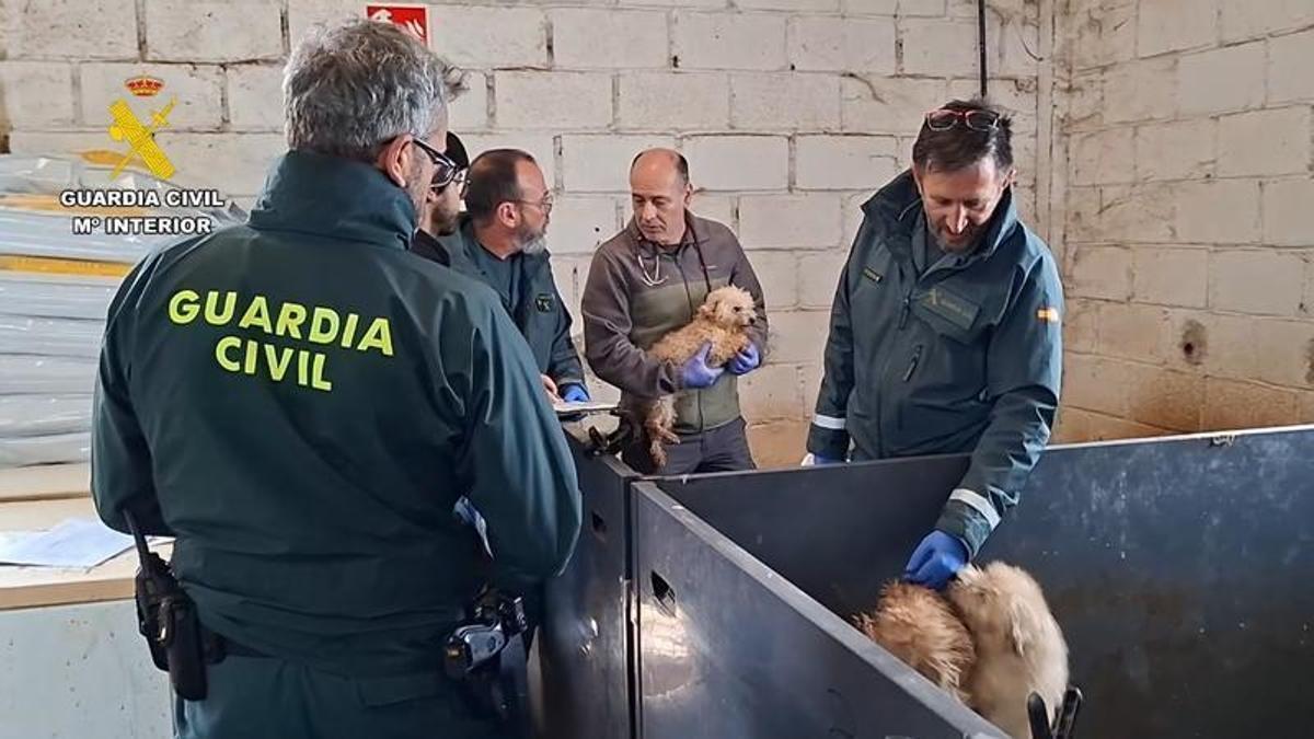 Vídeo: El operativo de la Guardia Civil que permitió desmantelar el criadero de perros ilegal en Gijón