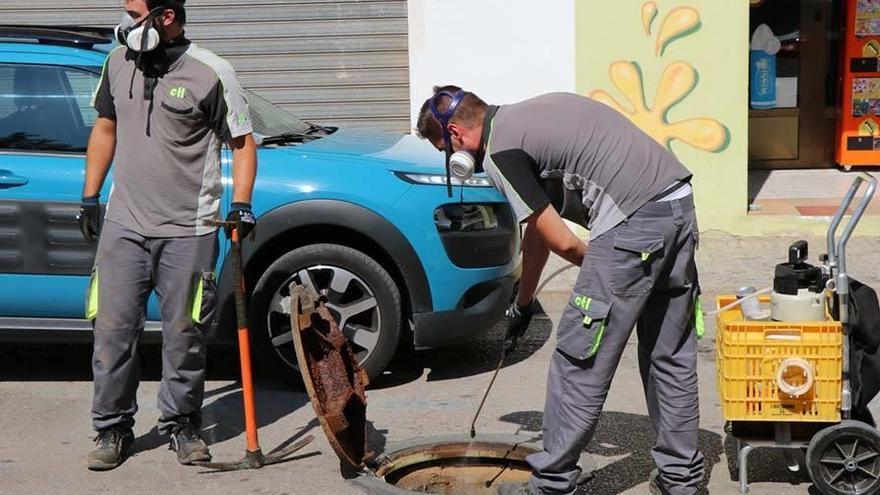 Uno de los tratamientos contra plagas de mosquitos, ratas y cucarachas en Sagunt