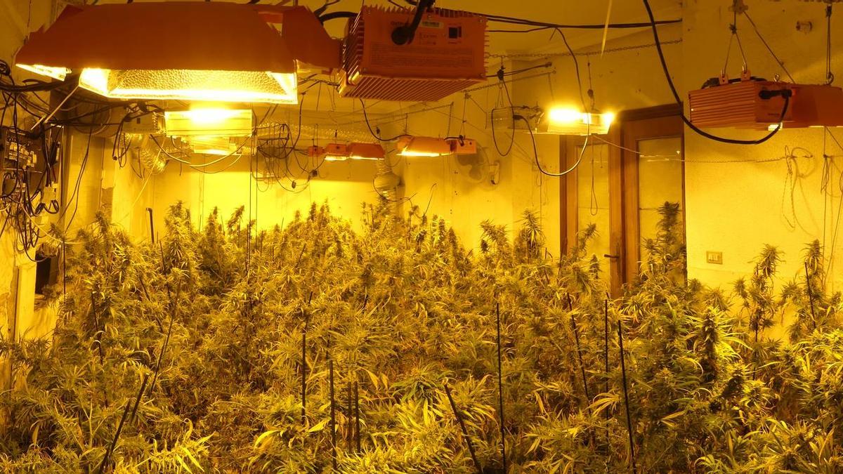 Las plantaciones de marihuana intervenidas.