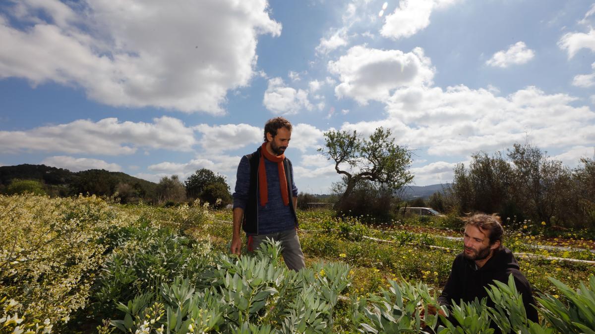 Díaz observa, en cuclillas, unas plantas.