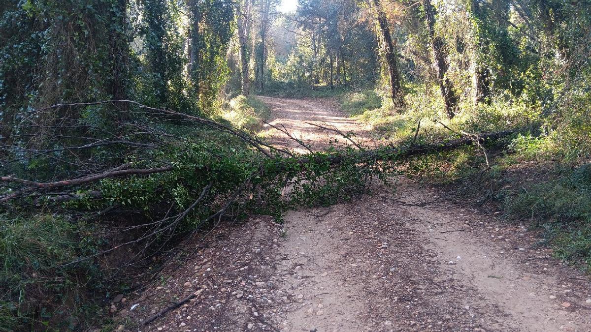 L'arbre caigut al camí rural