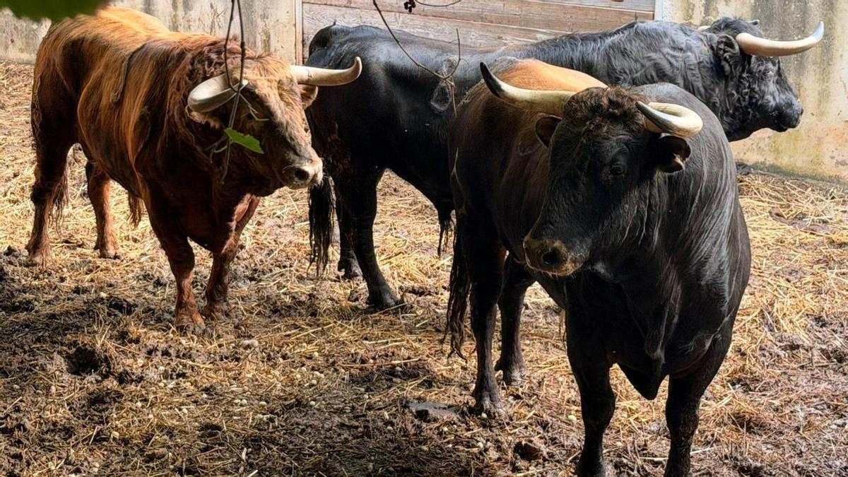 Los toros de La Palmosilla y El Capea llegan a la plaza de Inca