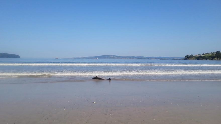 Protección Civil baliza el cadáver de un delfín que apareció ayer en la playa Grande de Miño