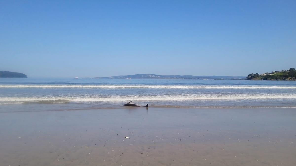 Bañistas encuentran un delfín muerto en la Praia Grande de Miño