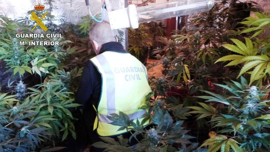 Hallan en 48 horas el segundo cultivo de ‘maría’ en Castellón