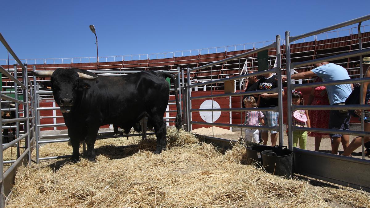 Vaca de raza sayaguesa.