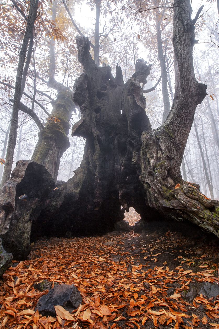 Castaño centenario en El Castañar de El Tiemblo, Ávila, Castilla y León
