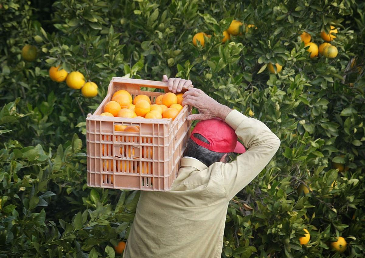 Recolección de naranjas en un campo en Cullera.