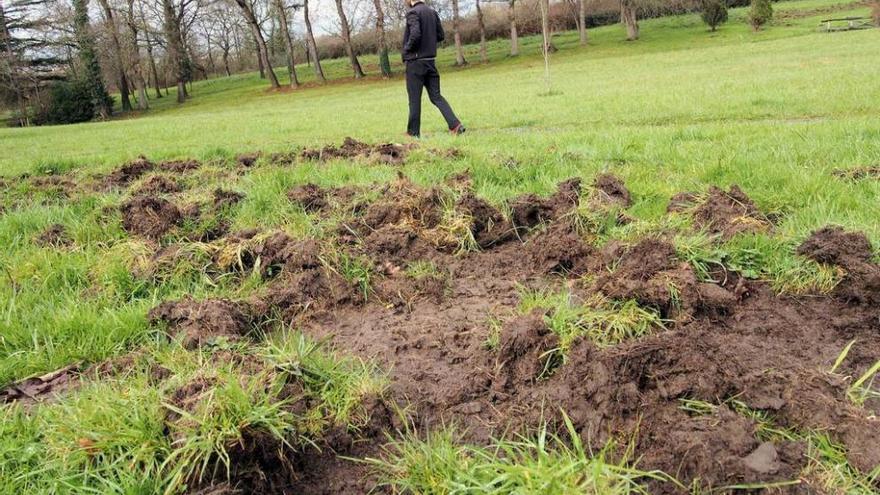 Destrozos del jabalí en La Fresneda.