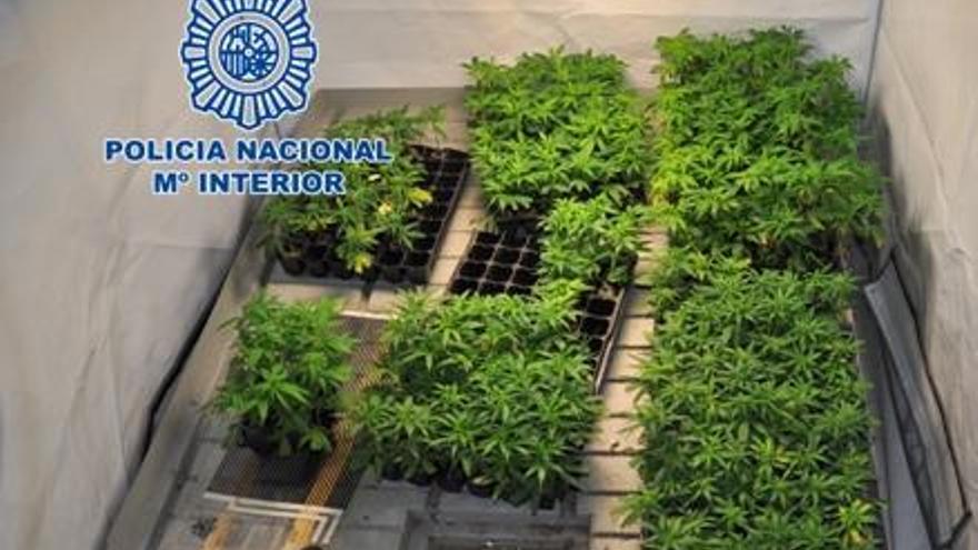 Detenido un joven por cultivar 270 plantas de cannabis